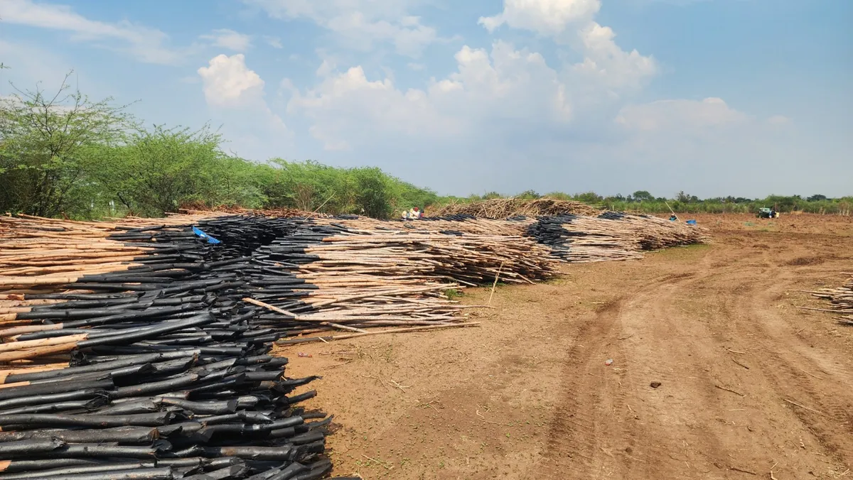 Stakes being prepared and organised for planting