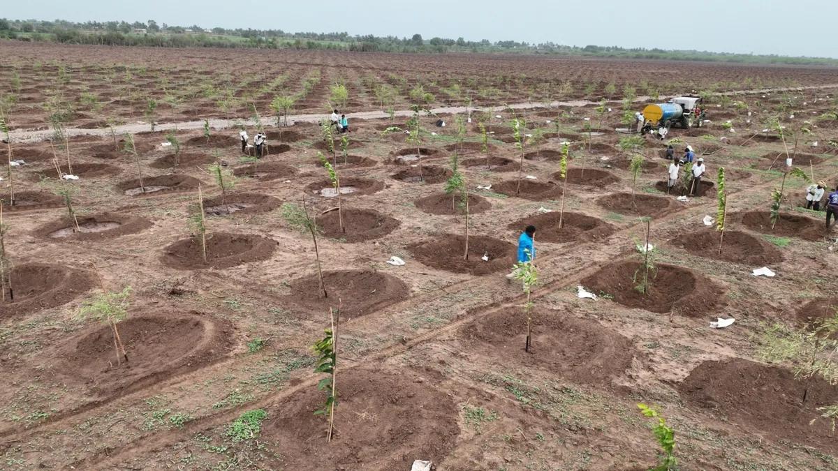 Planting teams working across the Mamdapur site