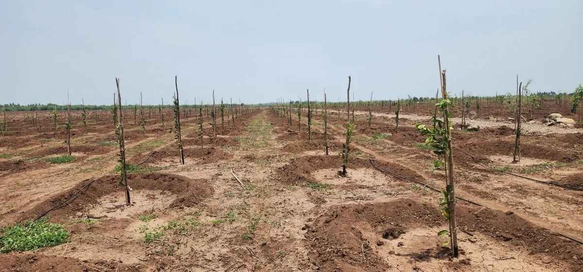 First rain falling on the newly planted Mamdapur forest