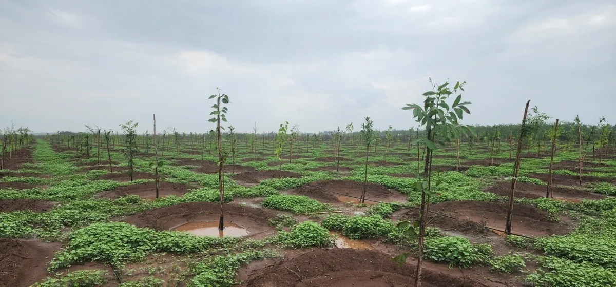 Mamdapur plantation after planting work - saplings establishing