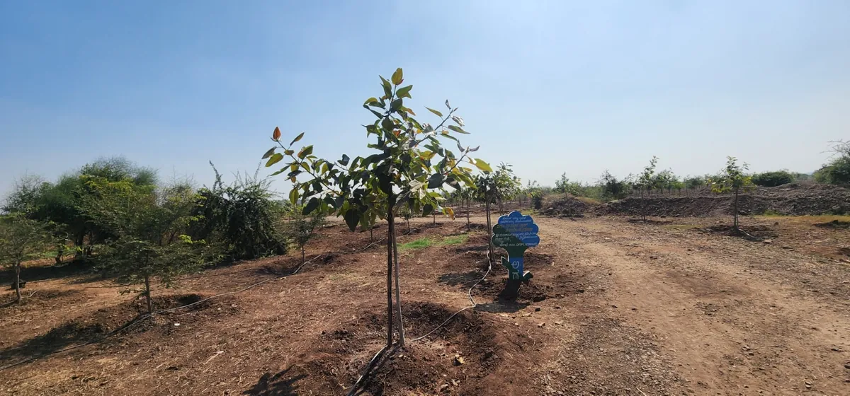 Mamdapur forest - 628 hectares transformed from barren land