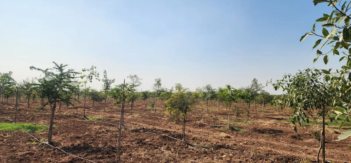 Mamdapur forest today - a thriving green landscape