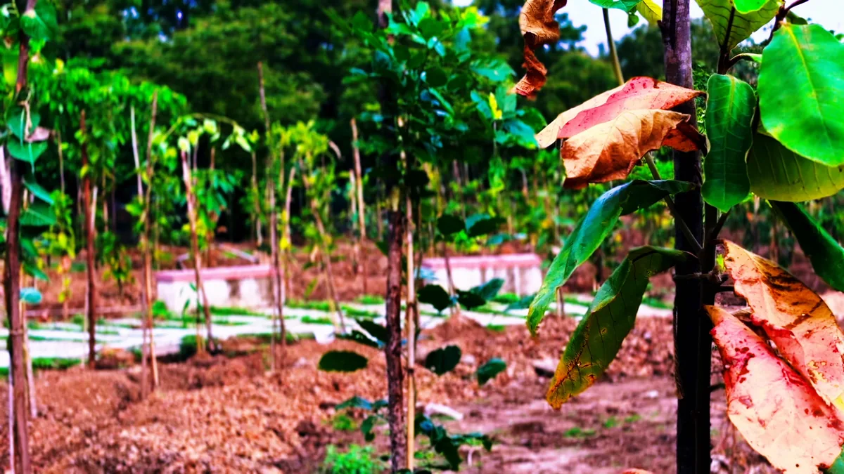Green transformation of public space
