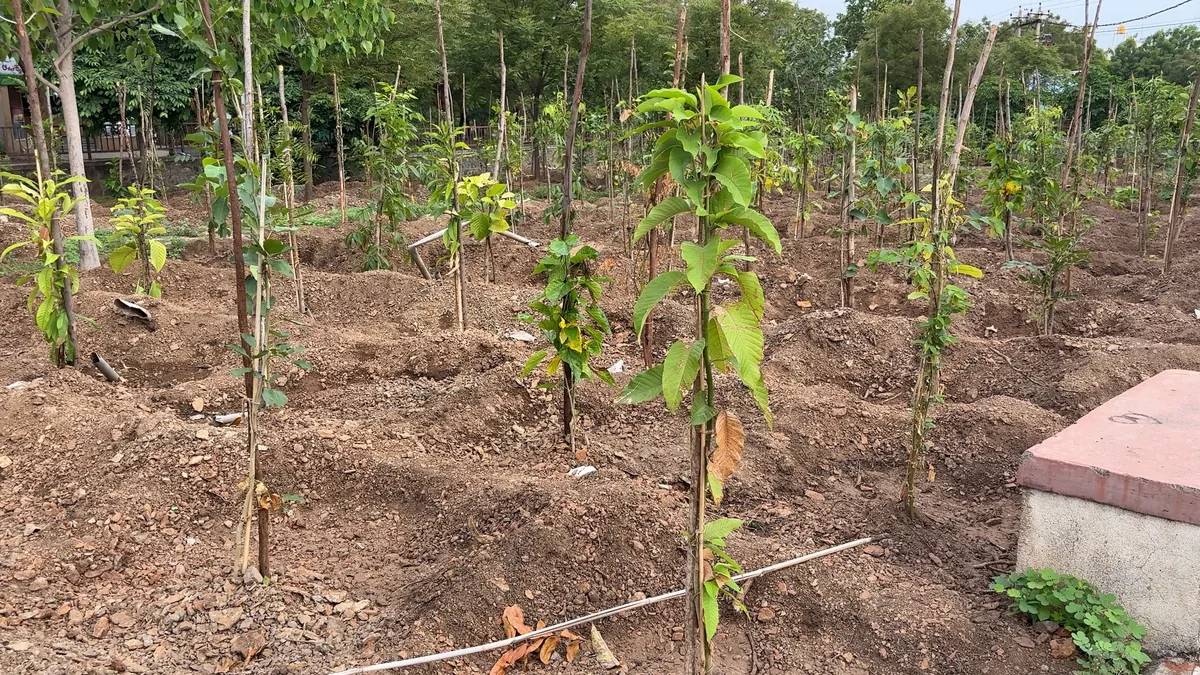 Social forest - roadside plantation in Vijayapura