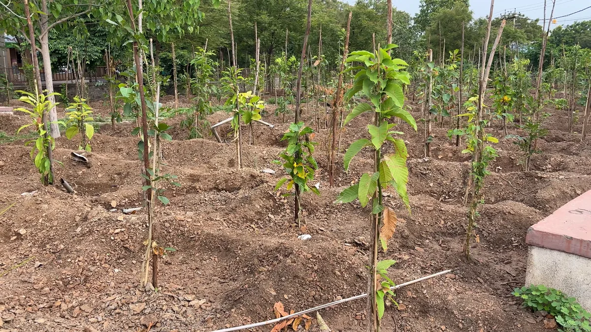 Social forest plantation along a road in Vijayapura