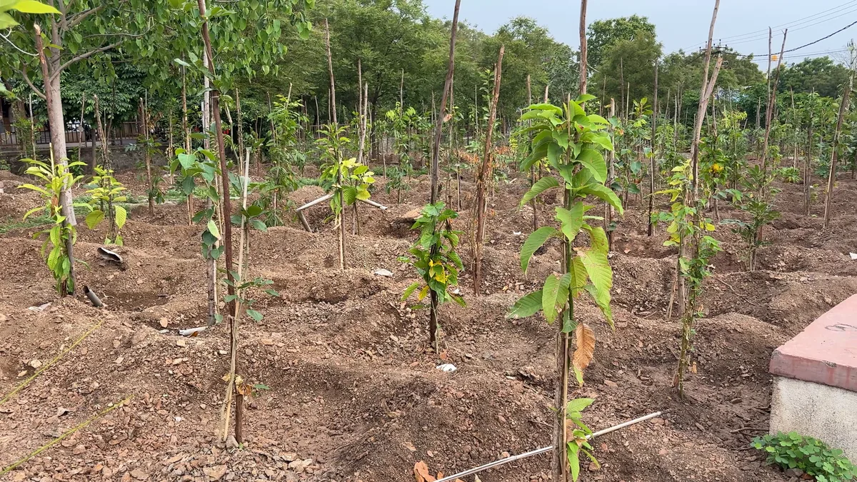 Plantation along public road